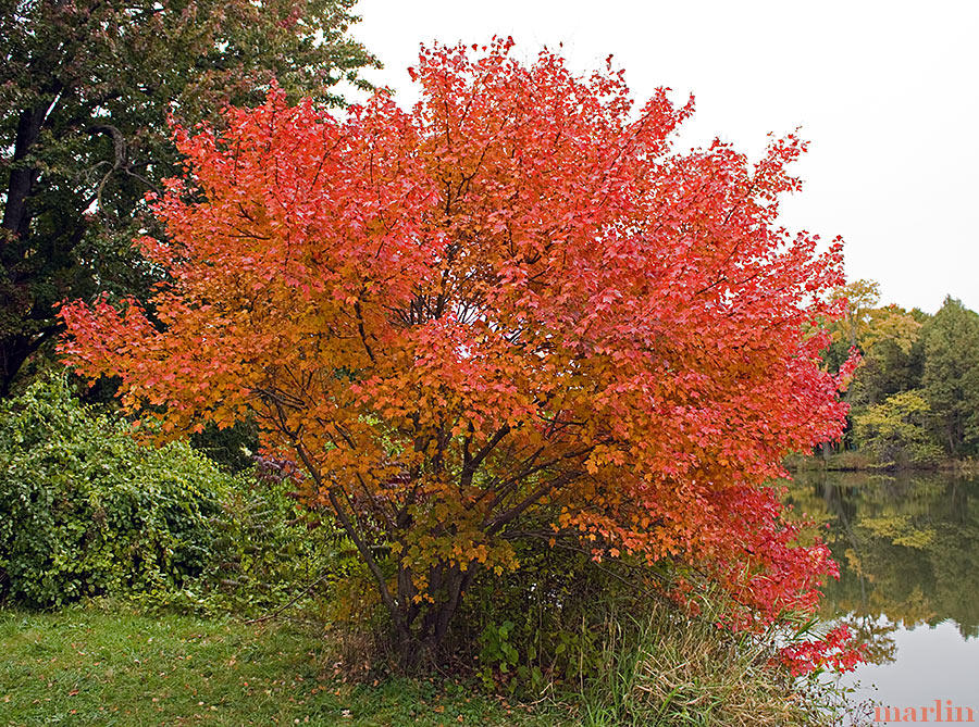 Autumn Flame Red Maple Acer rubrum 'Autumn Flame' North American