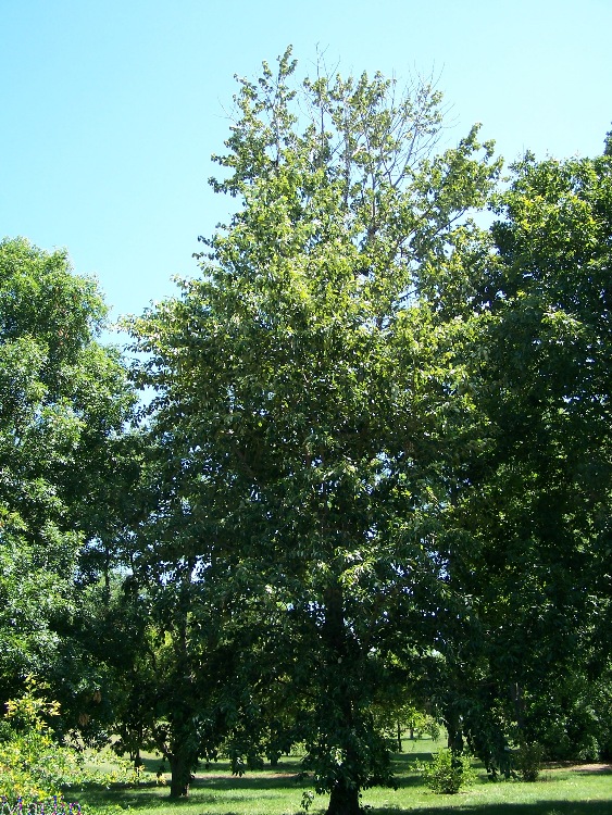 Balsam Poplar tree