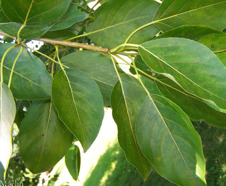 Balsam Poplar foliage