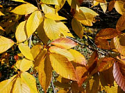 American Beech Tree - Fagus grandifolia