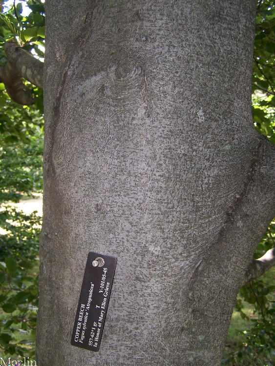 Copper Beech Bark