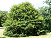 Cut-leaved European Beech