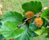 European Beech var. 'Zlatia'