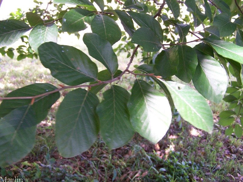 Oriental Beech Leaves