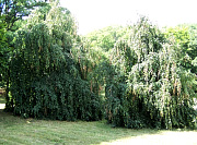 Weeping European Beech