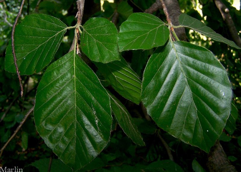 Weeping European Beech