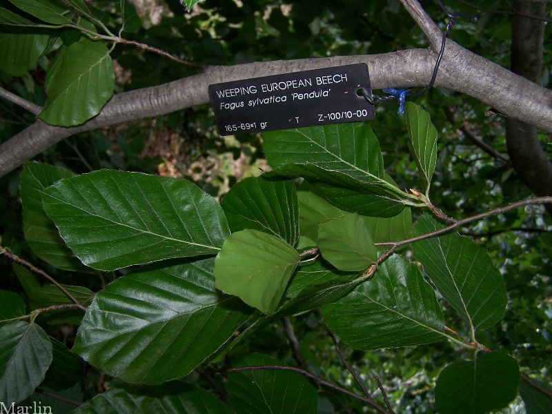 Weeping European Beech Foliage