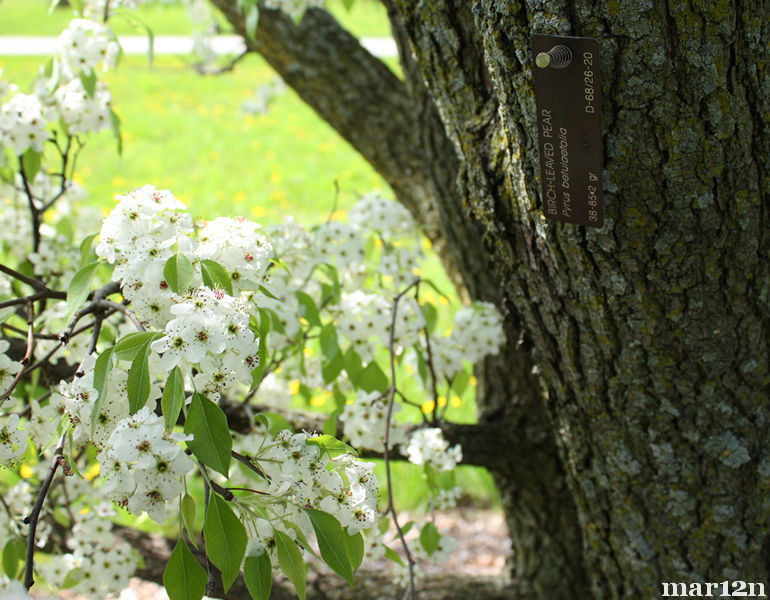 Birch-leaved Pear bark & blossoms