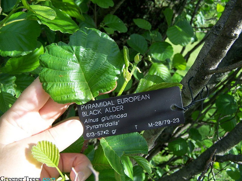 Pyramidal Black Alder foliage