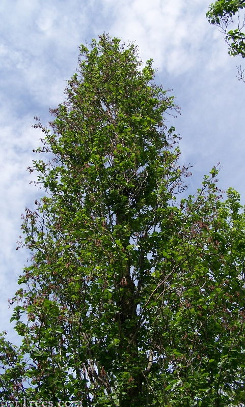 Pyramidal Black Alder