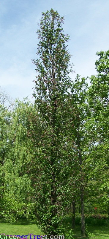 Pyramidal Black Alder