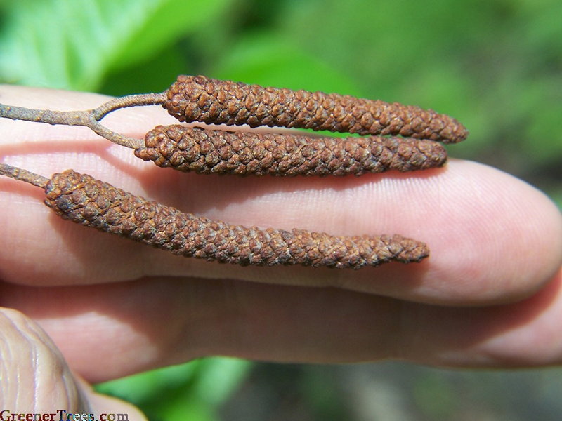 Black Alder Male Catkins