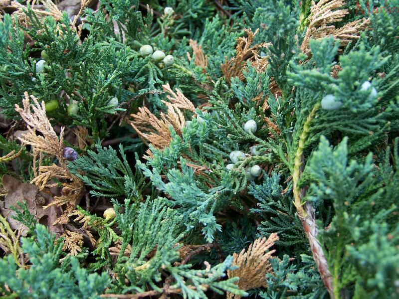 Blue Rug Juniper