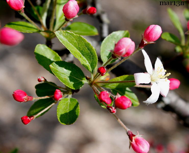 Bob White crab red buds and white blossoms