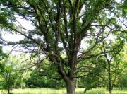 Bur Oak