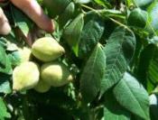 Butternuts and foliage