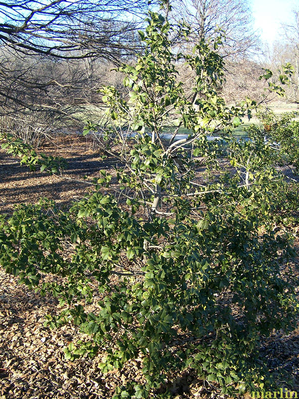 Canary American Holly Bush