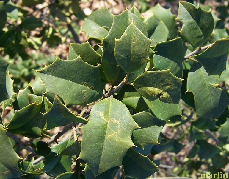 Canary American Holly Foliage