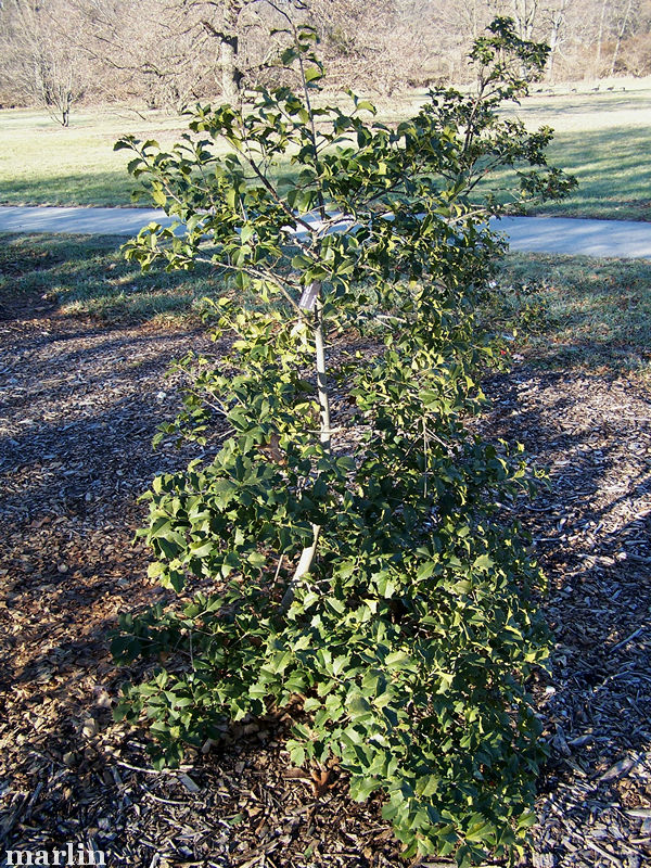 Carnival American Holly Bush