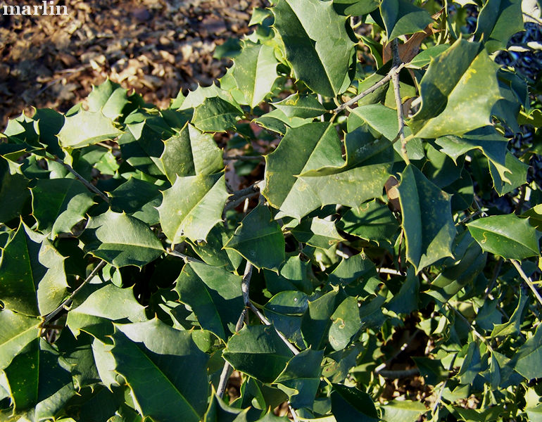 Carnival American Holly Foliage