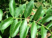 Caspian Locust Tree