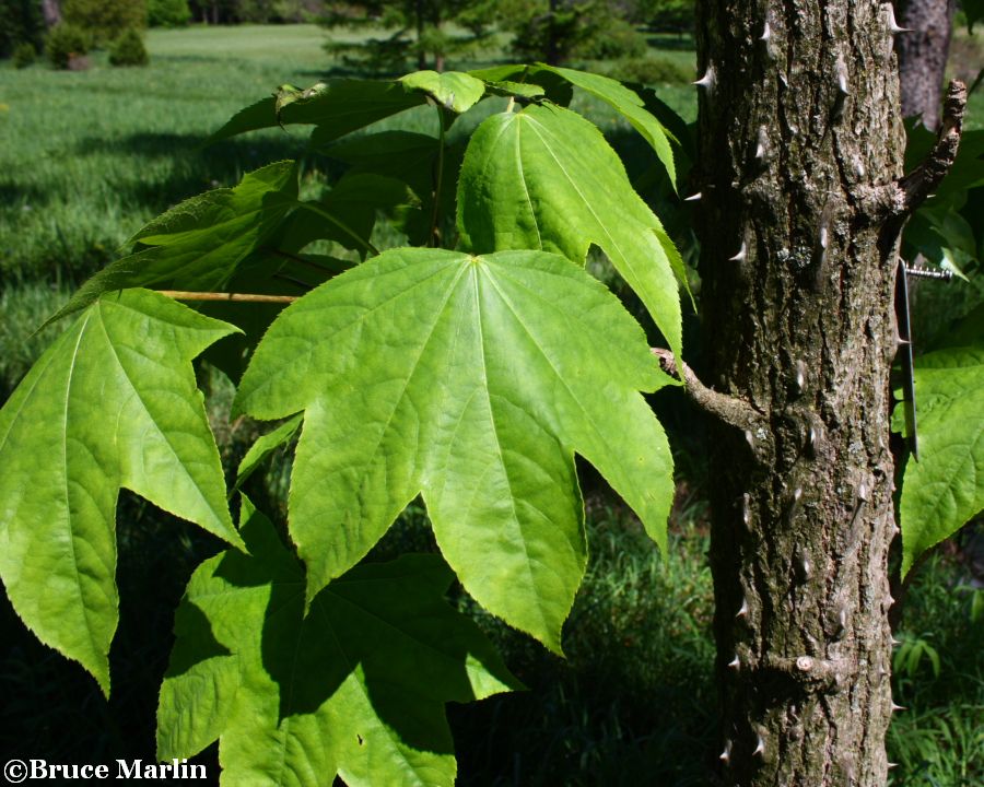 Castor-Aralia foliage and bark