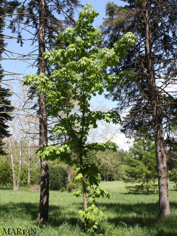 Castor-Aralia Habit