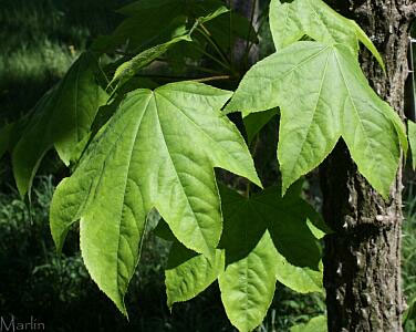 Castor-Aralia - Kalopanax pictus