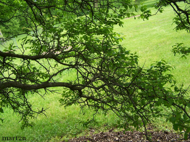 Cedar elm foliage