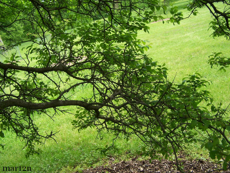 cedar elm tree lifespan
