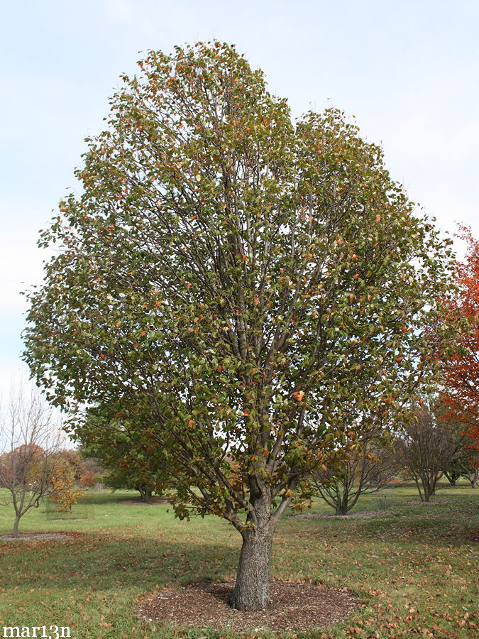 Checker Tree