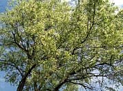 Black Cherry - Prunus serotina 