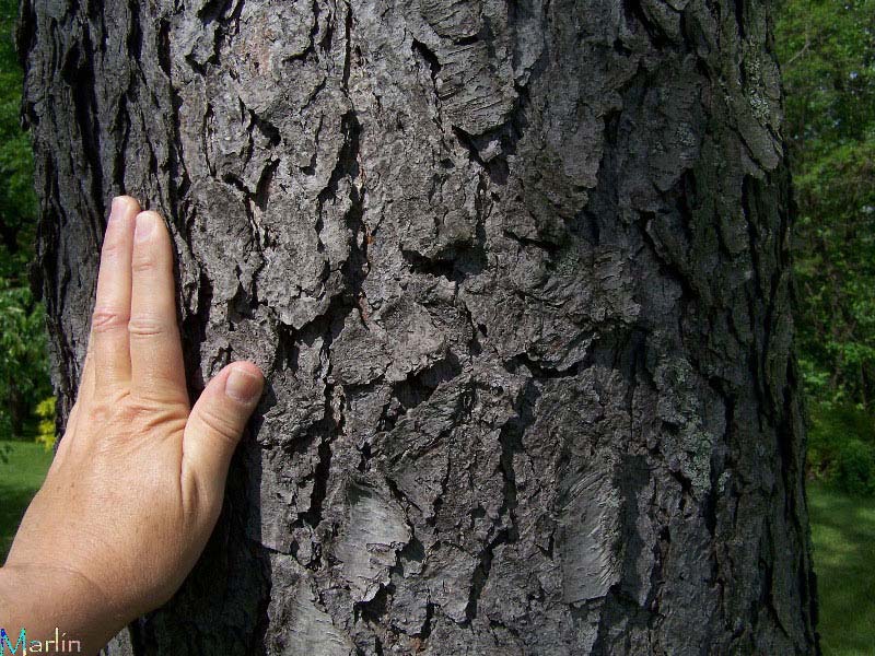 Black Cherry Bark