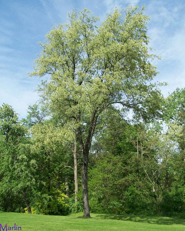 Black Cherry Tree