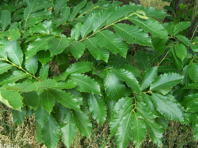 American Chestnut Foliage