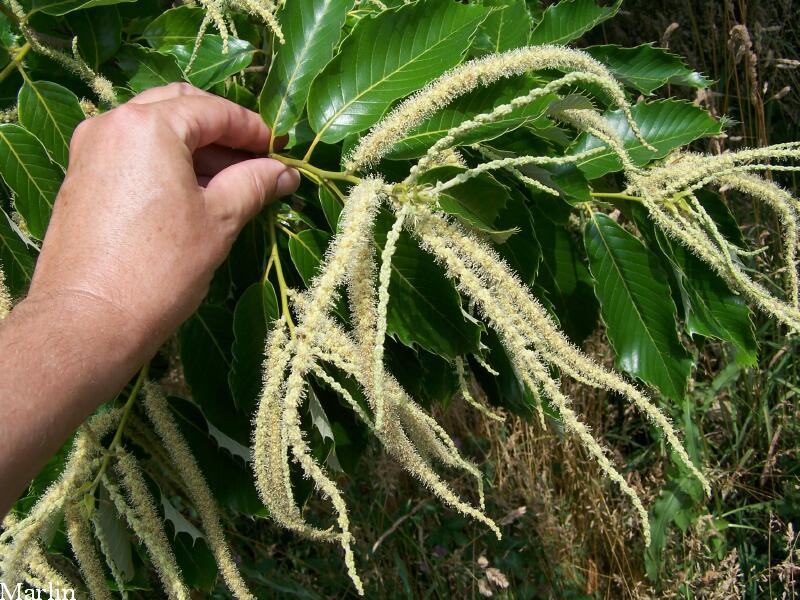 Chestnut Catkins