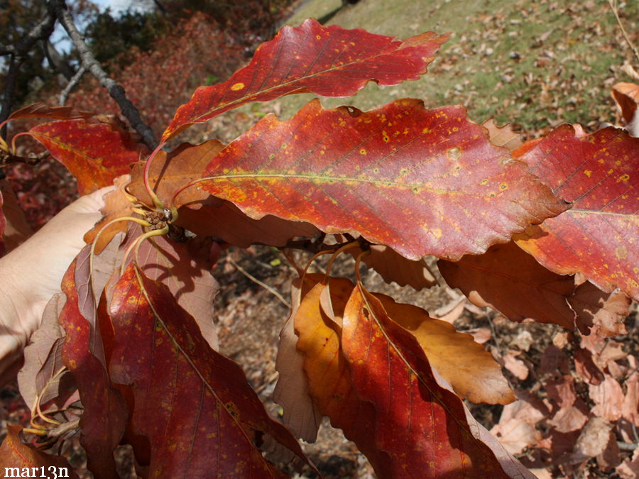 chestnut oak foliage in orange fall colors