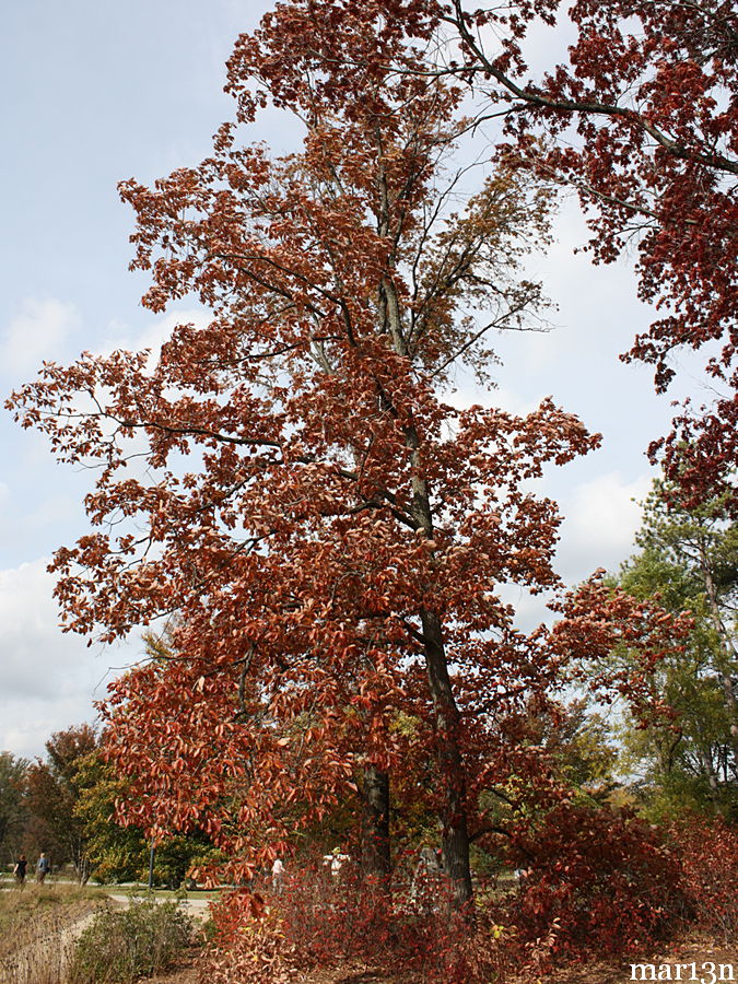 chestnut oak tree