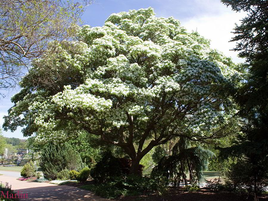 Chinese fringe tree