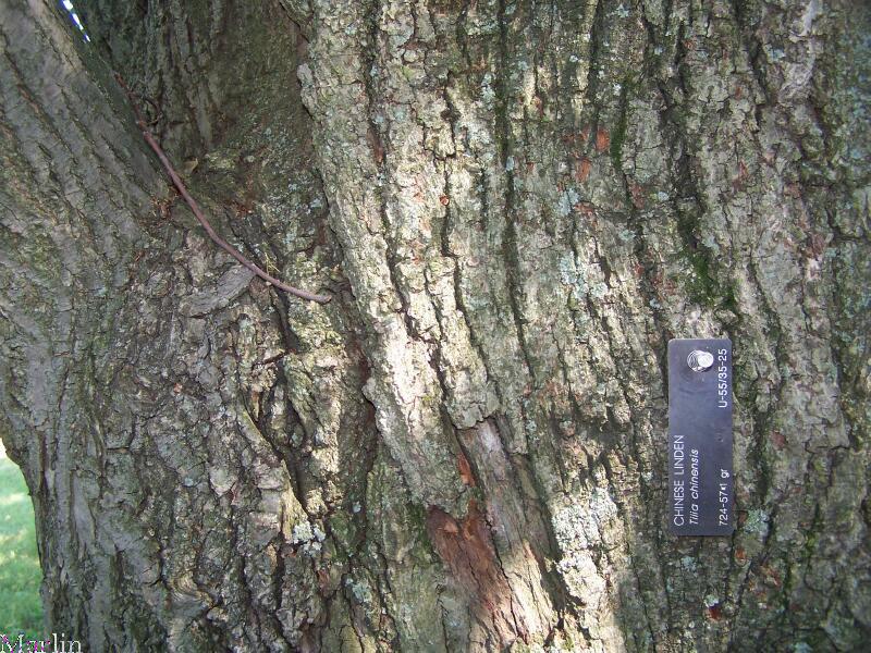 Chinese Linden Bark