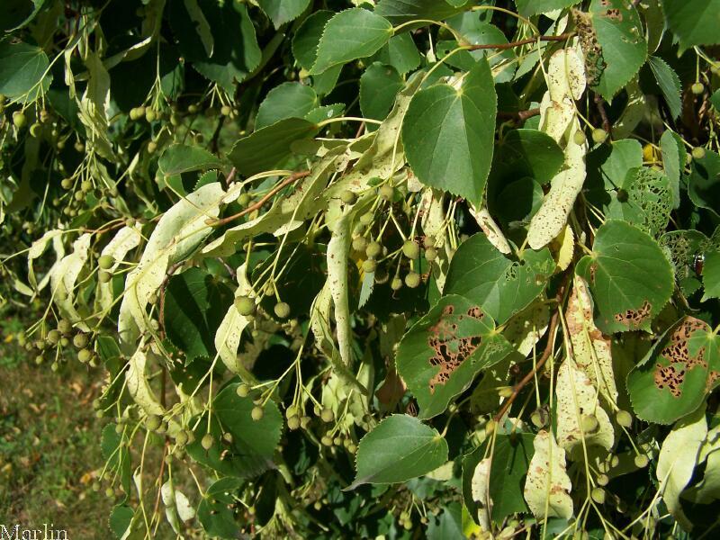 Chinese Linden foliage