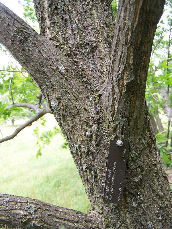 Chinese Wingnut Bark