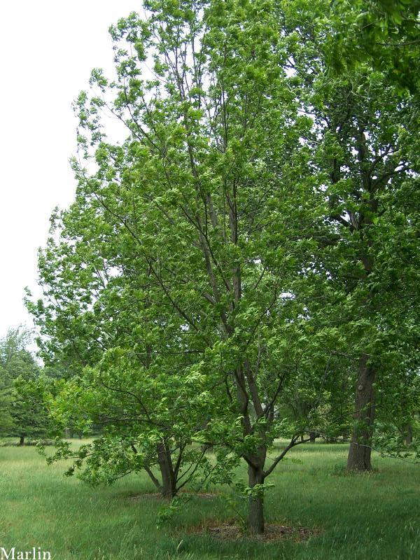 Chinese Wingnut Tree