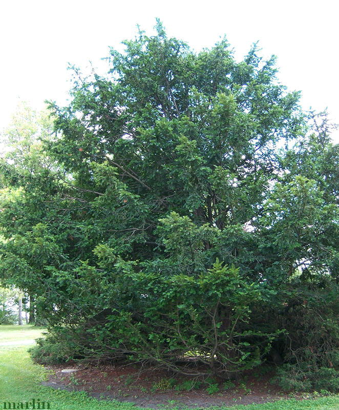 Chinese Yew