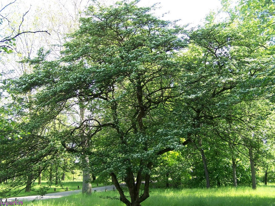 Cockspur Hawthorn