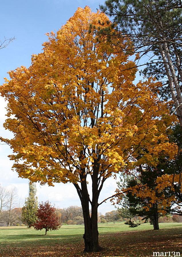 Coleman sugar maple