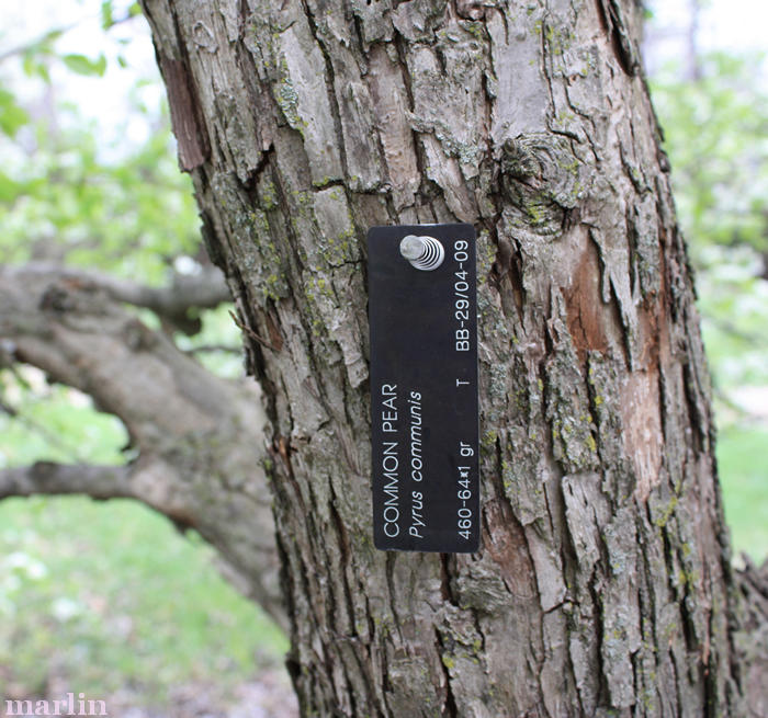 Common Pear Bark