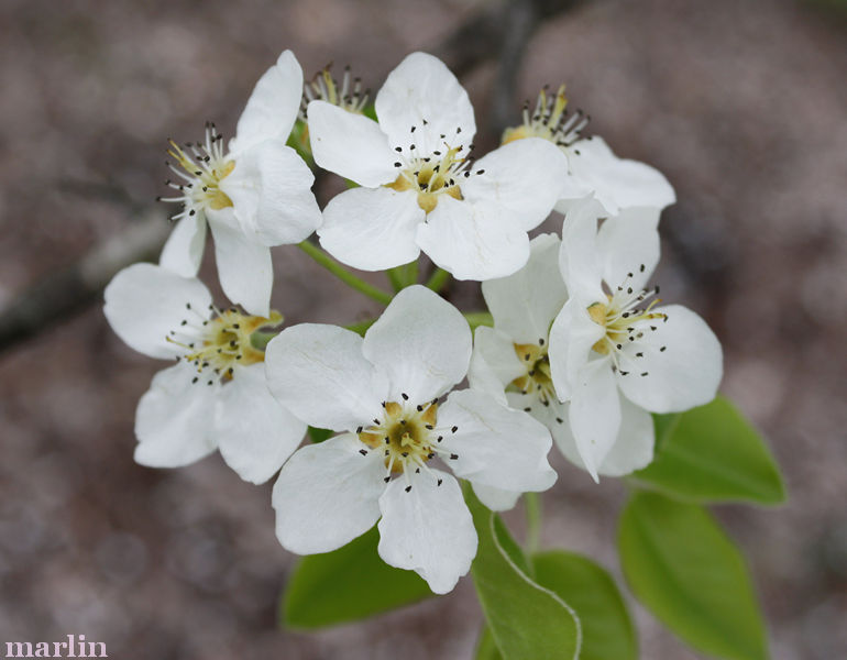 Common Pear Blossoms