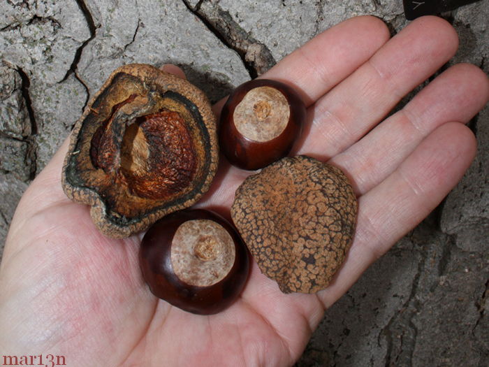 conkers (seeds, horse-chestnuts)