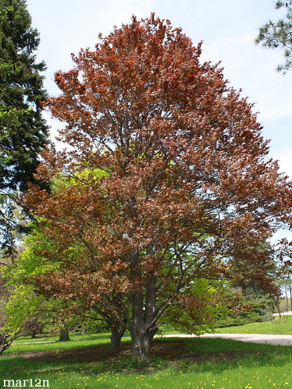 Copper Beech form